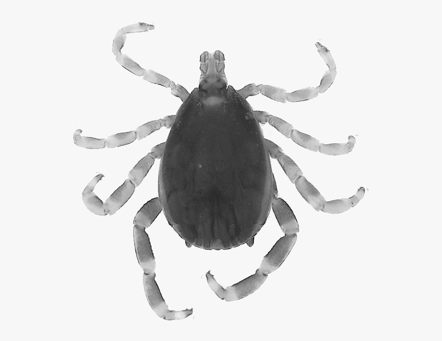 Orb-weaver Spider, HD Png Download