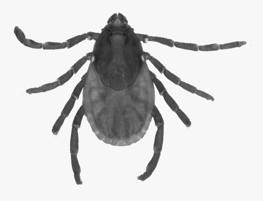 Cicada, HD Png Download