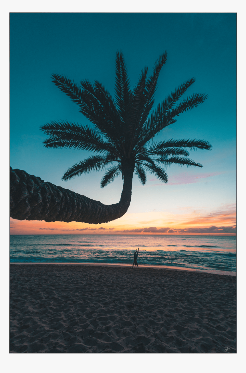 Giant Wall Art Huge Large Big Biggest Massive Largest - Attalea Speciosa, HD Png Download