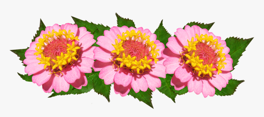 Flowers, Arrangement, Pink, Floral - Common Zinnia, HD Png Download
