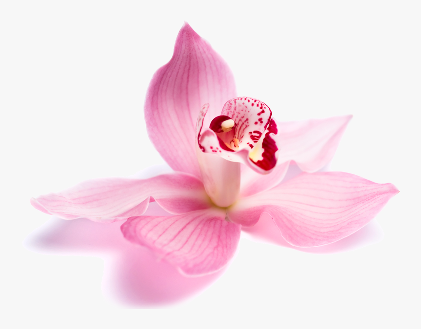 Beauty Parlour Flowers Png , Png Download - Beauty Parlour Flowers Png, Transparent Png