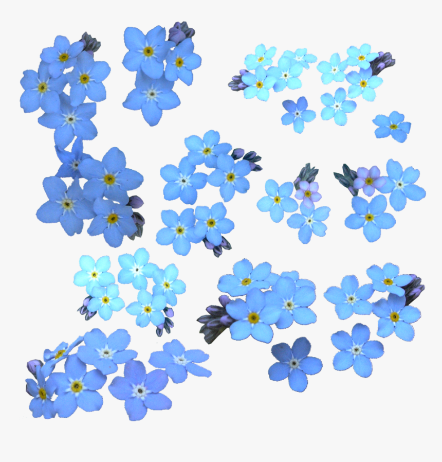 Forget Me Not Png Clipart - Forget Me Not Watercolor, Transparent Png