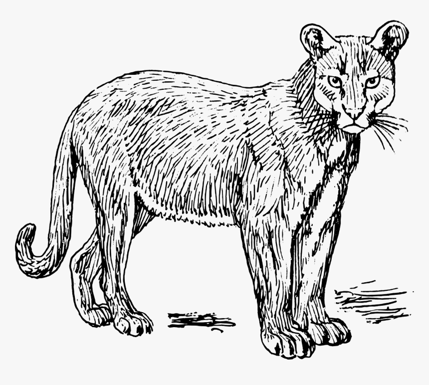 puma cat clipart