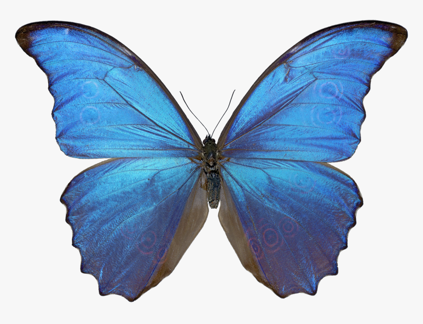 Morpho Butterfly Png - Butterfly Png, Transparent Png