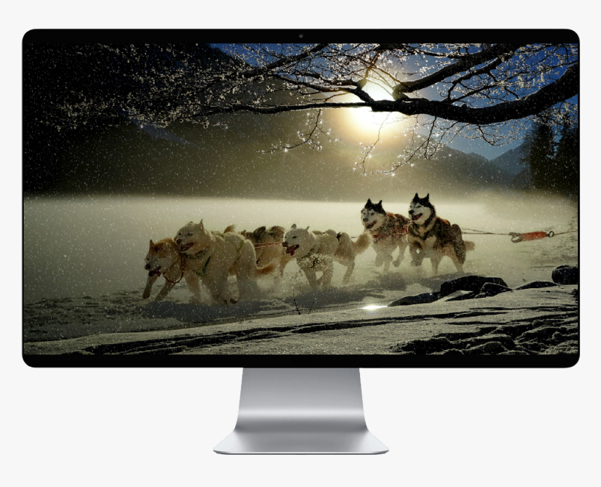 Iditarod Trail Sled Dog Race 2019 - Husky Pulling Sleigh, HD Png Download