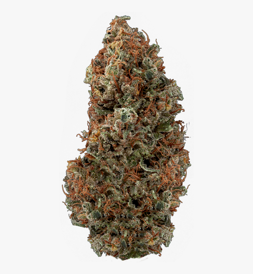 Seeds Dry Bud - Oregon Pine, HD Png Download