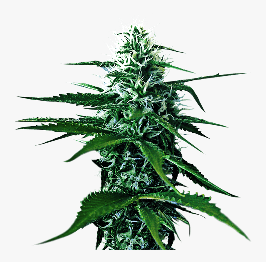 Kultur Kanna Cannabis Cultivation Farming And Growing - Transparent Background Weed Png, Png Download
