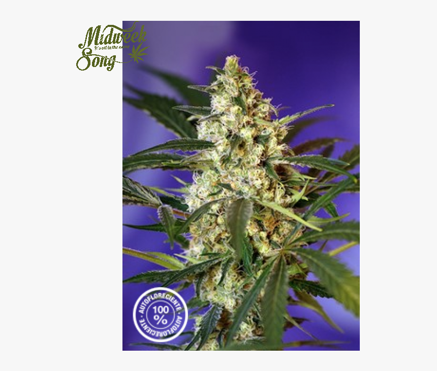 Sweet Seeds Fast Bud Marijuana Seeds - Fast Bud Sweet Seeds, HD Png Download