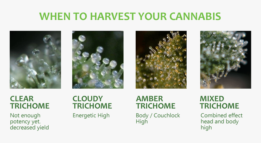 Clear Vs Cloudy Trichomes, HD Png Download