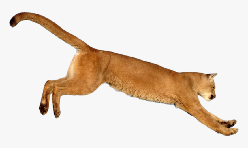 Leaping-cougar Png By Salahzw - Jumping Cougar Png, Transparent Png