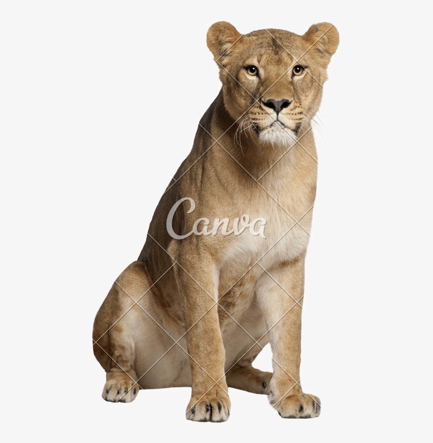 Cats,puma,terrestrial Figure - Lioness Sitting Front View, HD Png Download