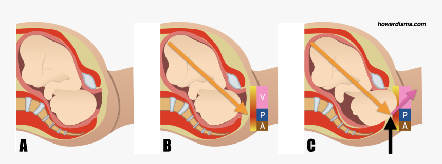 Clip Art, HD Png Download