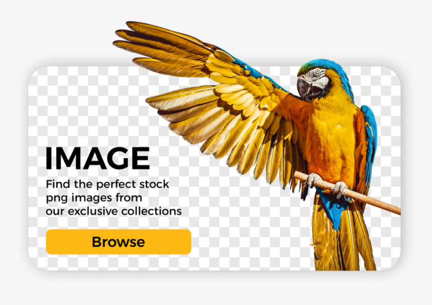 Danit Guacamayo, HD Png Download