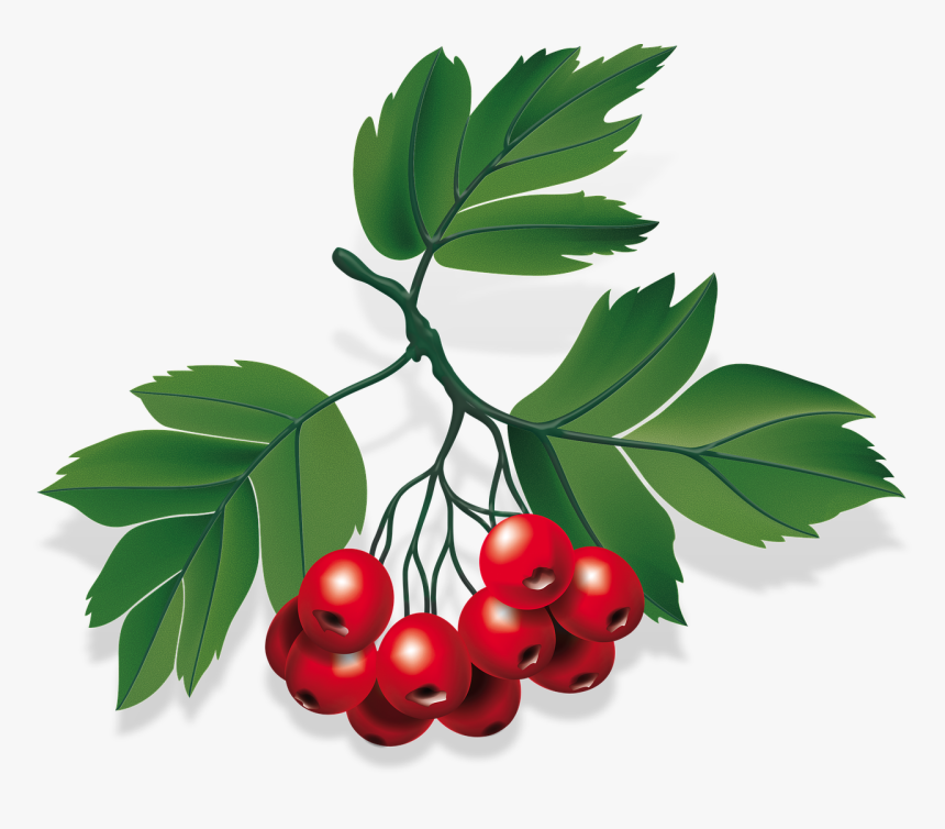 Baya De Cafe Png, Transparent Png