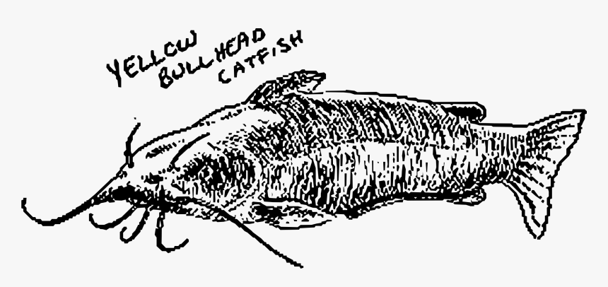 Yellow Bullhead Catfish Clip Arts - Catfishpng, Transparent Png