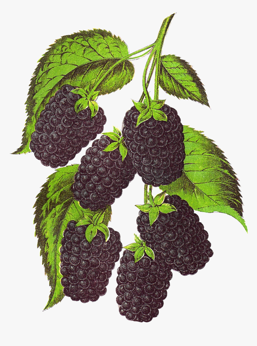 Blackberry Fruit Transparent Background Png - Blackberry Tree Png Free, Png Download