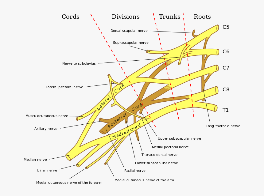 Brachial Plexus - Major Nerves Of The Brachial Plexus, HD Png Download