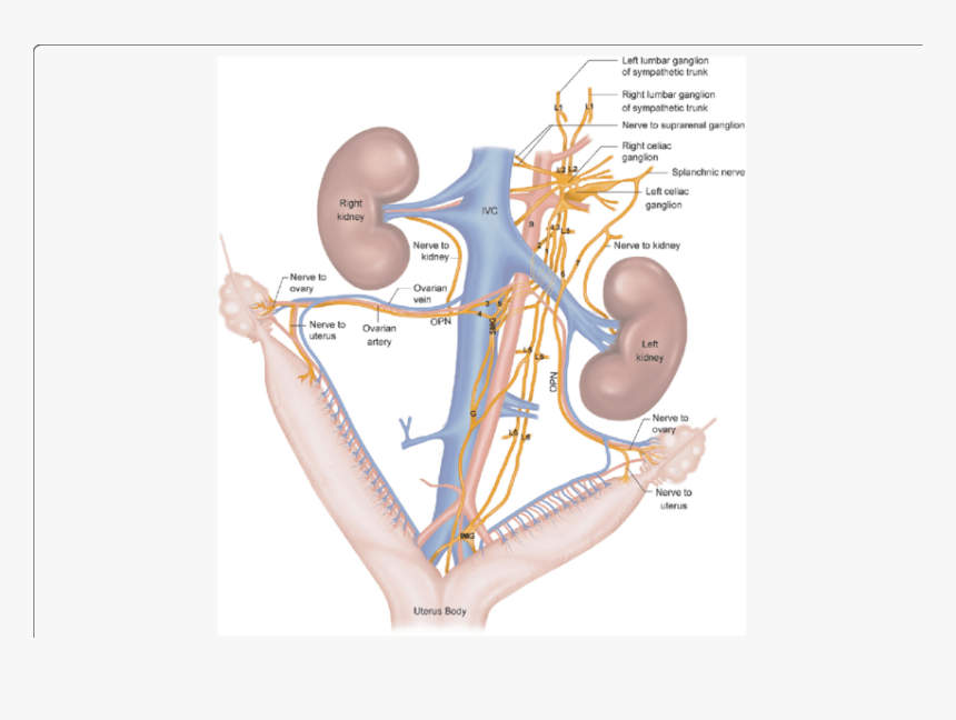 Diagram, HD Png Download