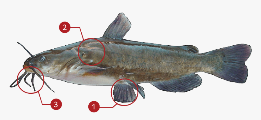 Bullhead Master Angler, HD Png Download