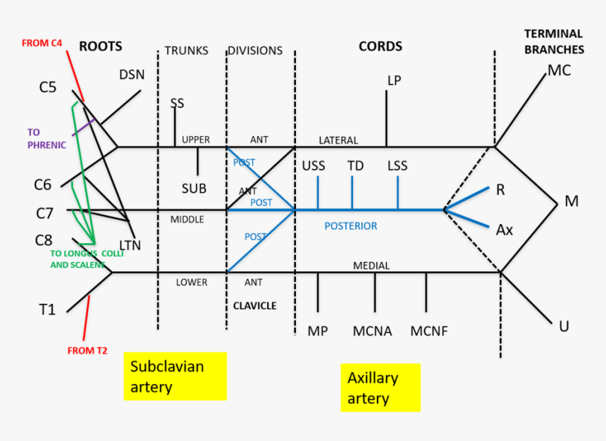 Diagram, HD Png Download