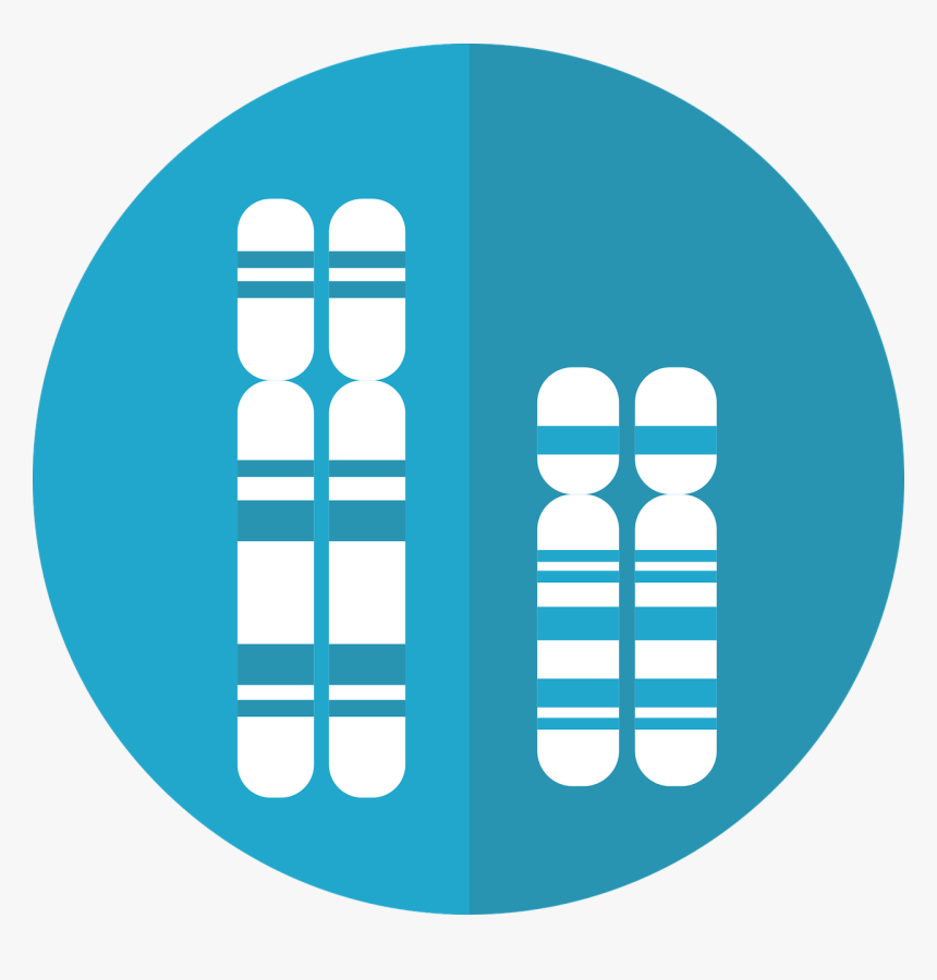 Chromosomes, Genetics, Dna, Genes, Chromosome - Chromosome Graphic, HD Png Download