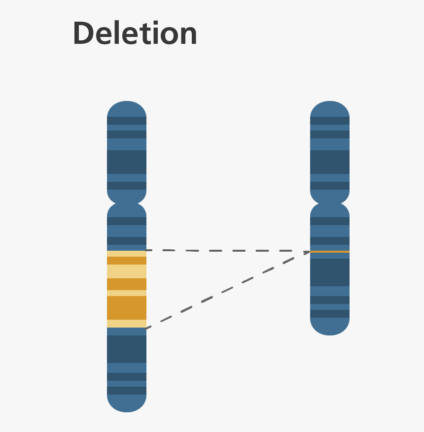 Inversion On A Chromosome, HD Png Download