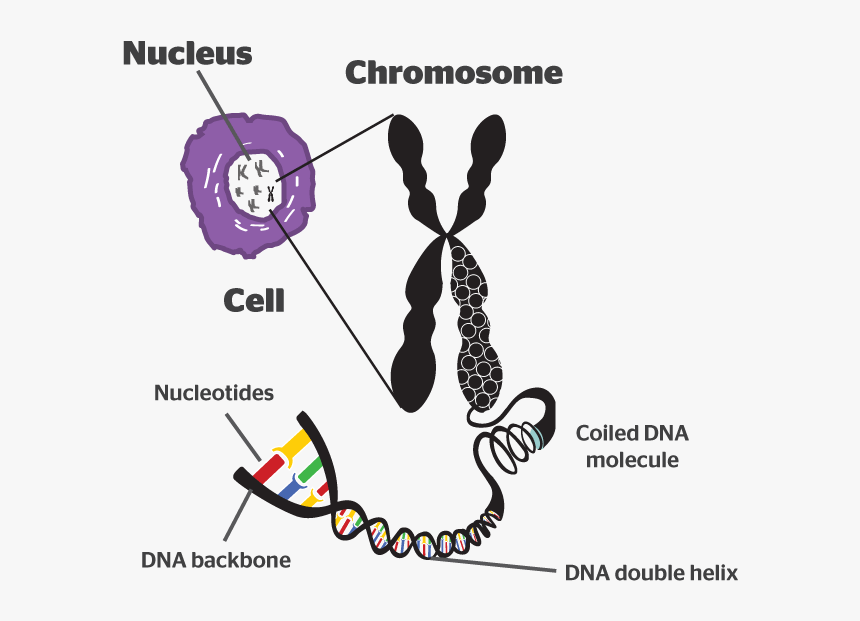 Chromosomes Meaning In Hindi, HD Png Download