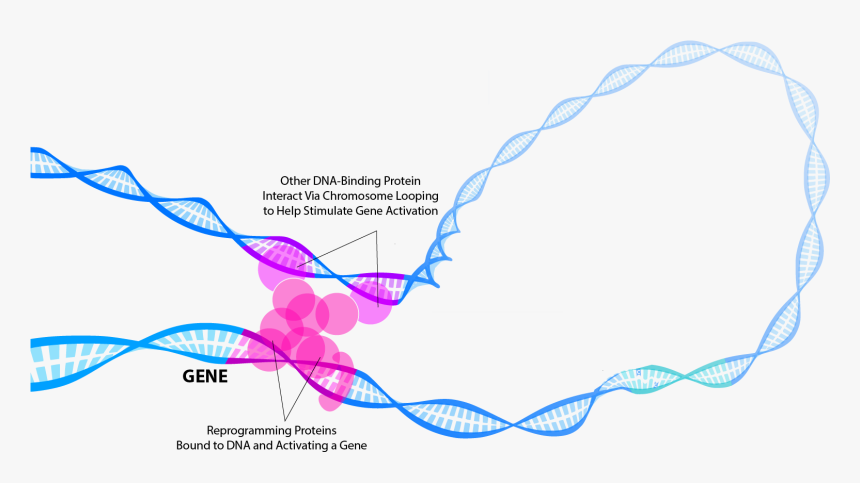 Transcription Factors, HD Png Download