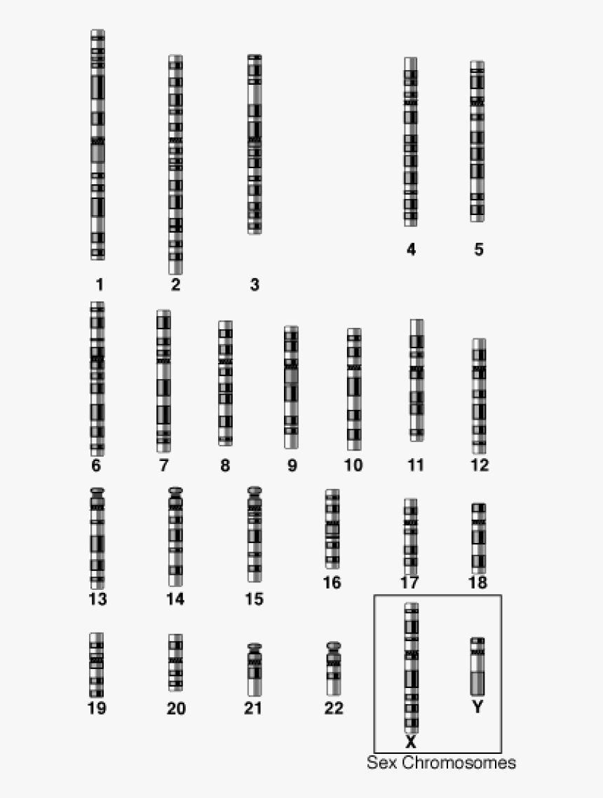 Monochrome, HD Png Download