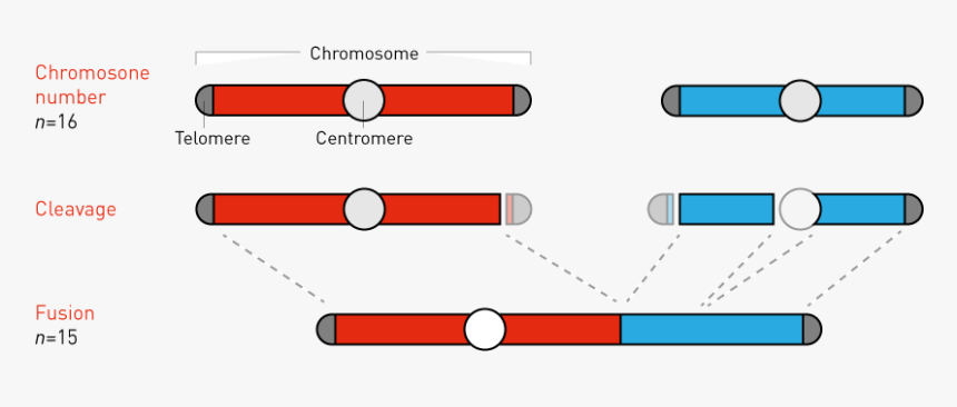 Fusing Yeast Chromosomes - Fusion Of Two Chromosomes, HD Png Download
