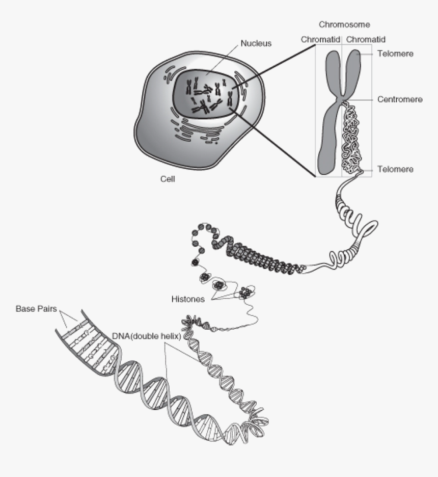 Chromosome And Dna Relationship, HD Png Download