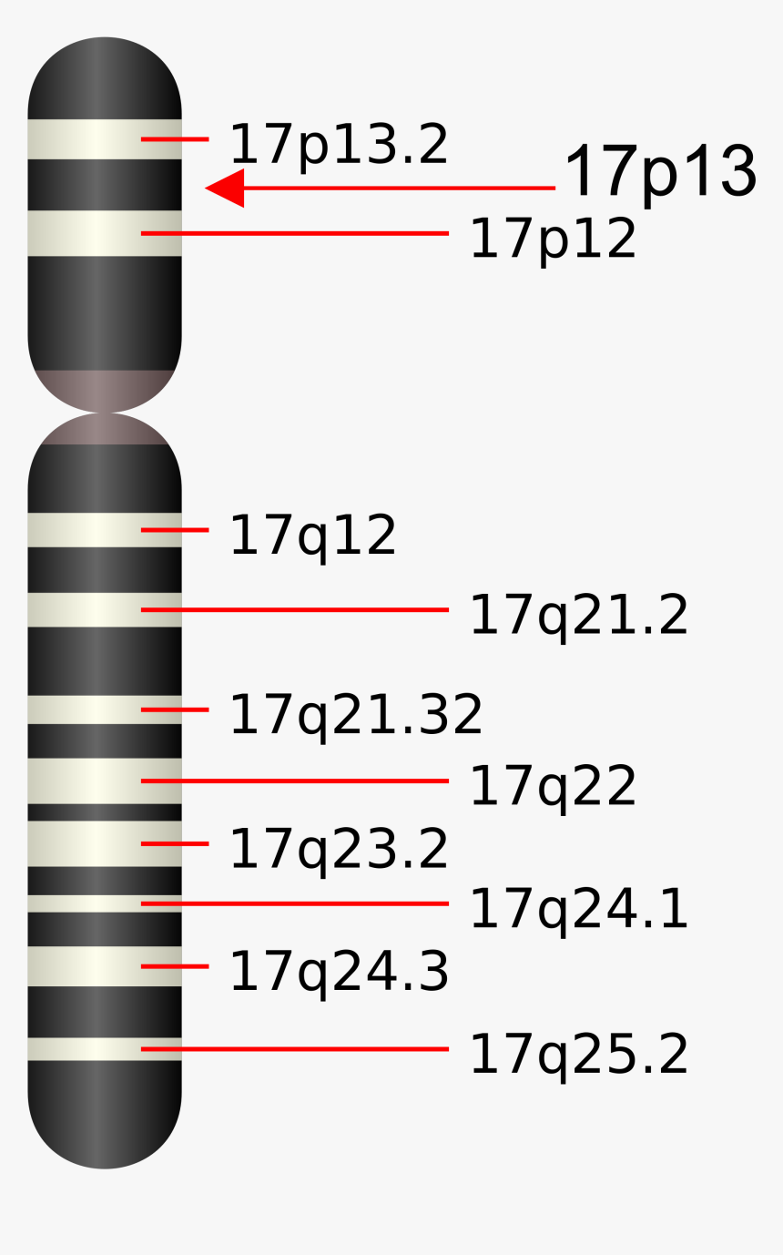 Chromosome 17q25, HD Png Download