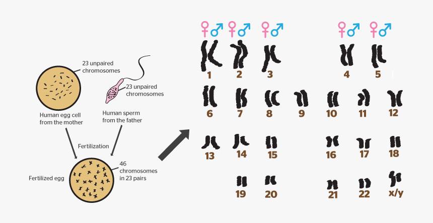 Do You Read Chromosomes, HD Png Download