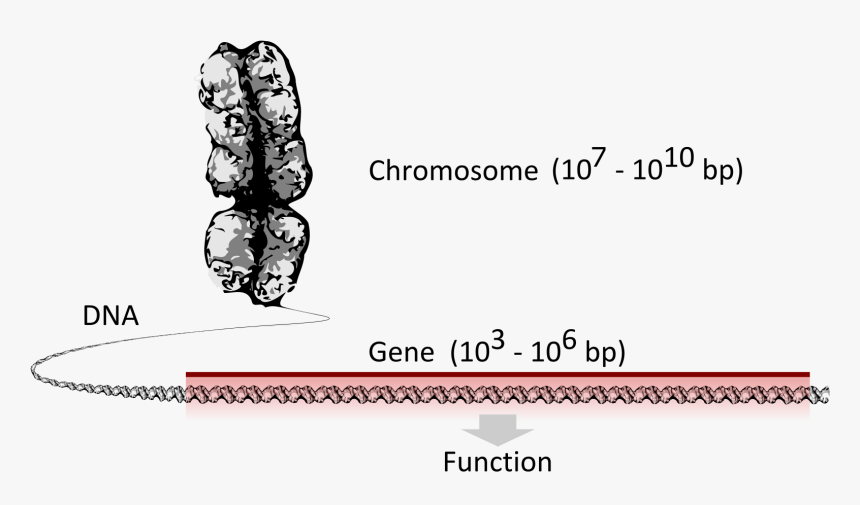 Gene, HD Png Download