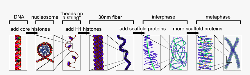 Hi C Chromatin Crosslinking, HD Png Download