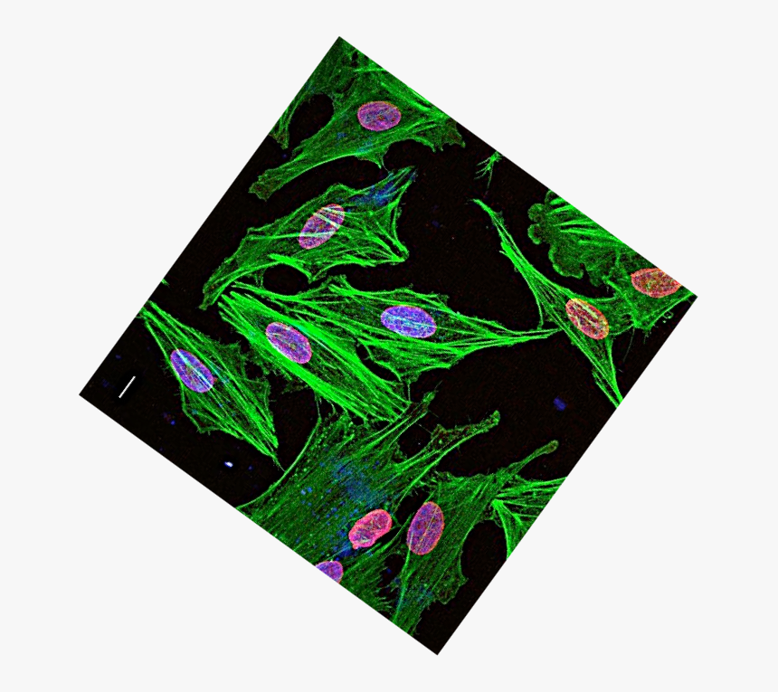 Placemat, HD Png Download