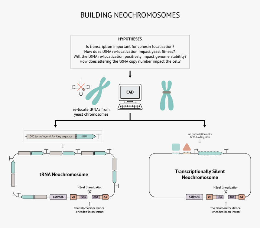 Diagram, HD Png Download