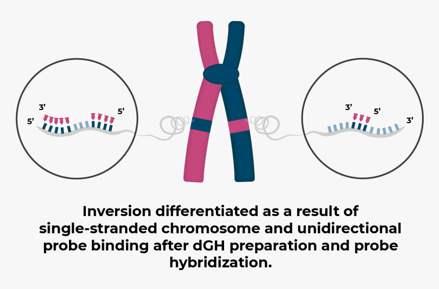 Inversion With Dgh - Circle, HD Png Download