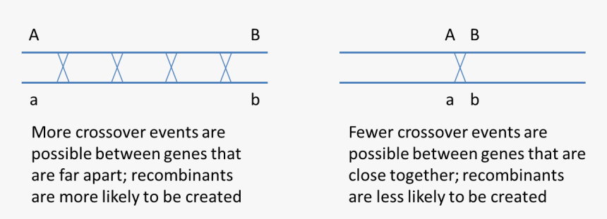 Two Genes Located On The Same Chromosome, HD Png Download