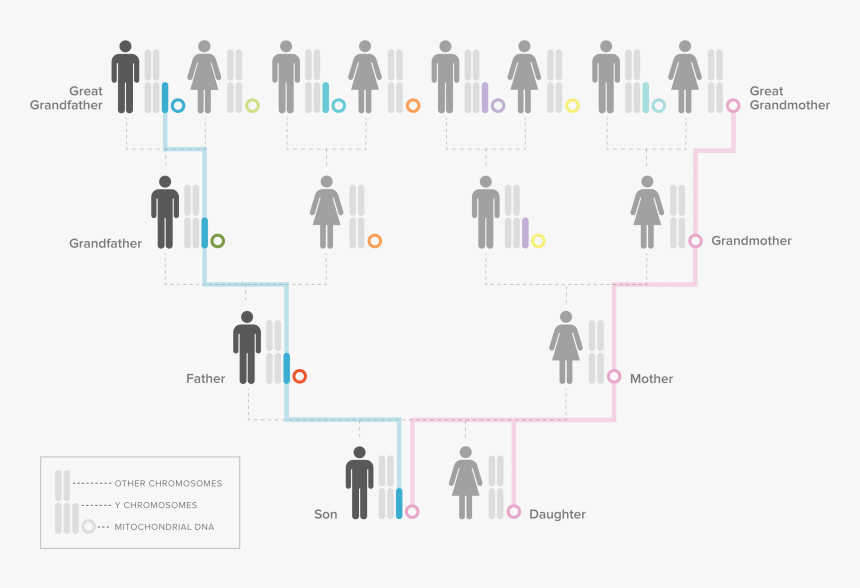 Familial Dna, HD Png Download