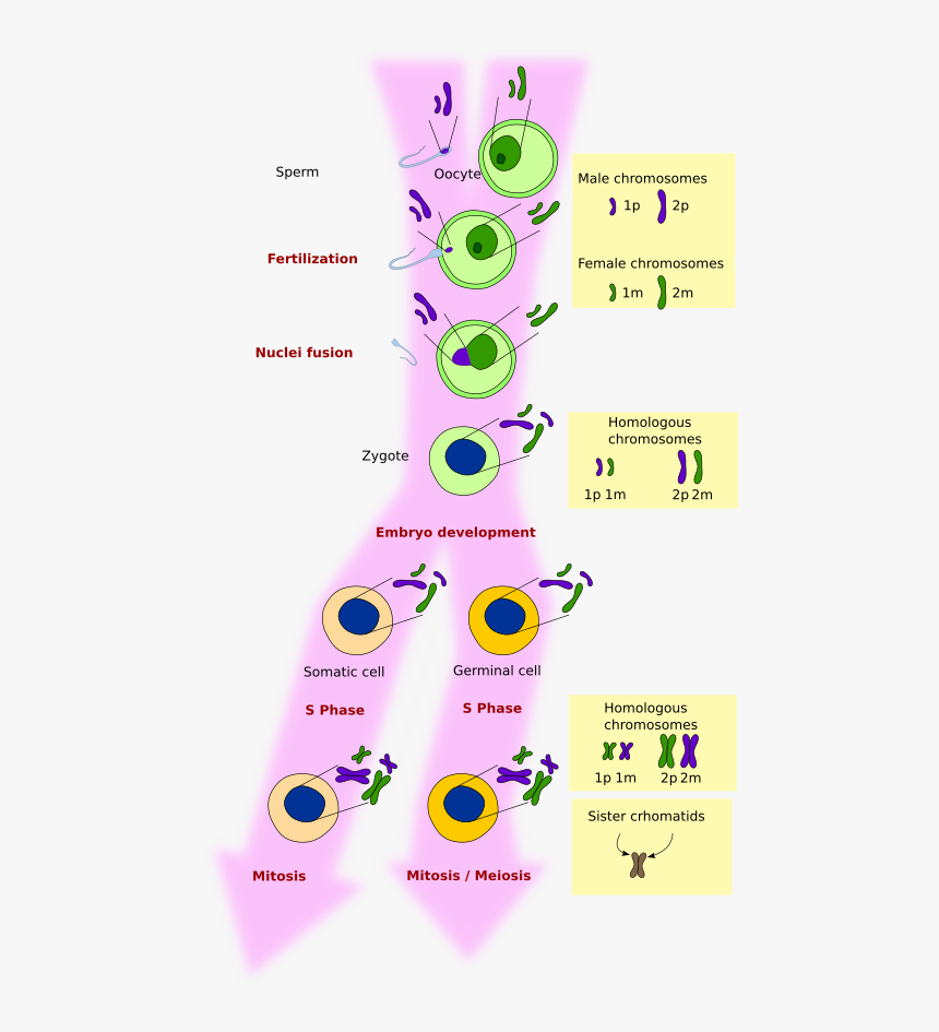 Meiosis In Animal Tissue, HD Png Download