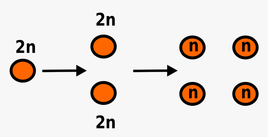 Meiosis Is The Form Of Cell Division That Halves The - Meioosi, HD Png Download