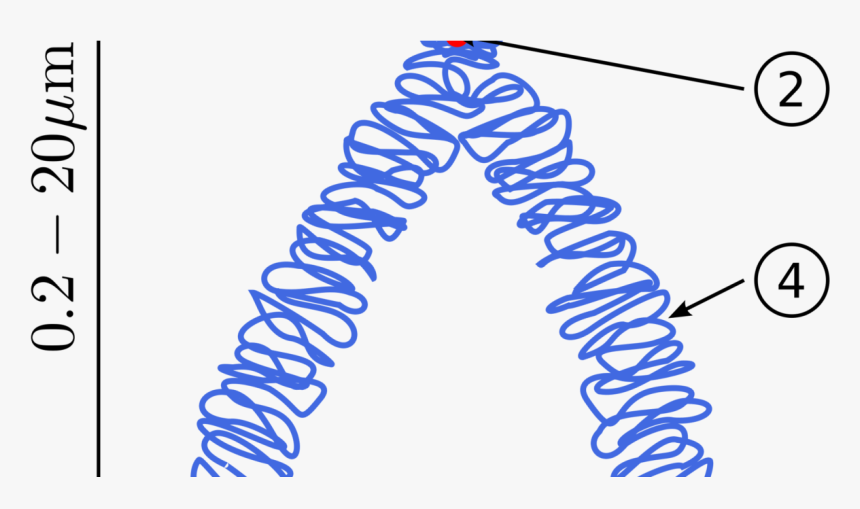 Botany Chromosomal Aberrations, Structural Chromosomal - Chromosomes Meaning In Urdu, HD Png Download