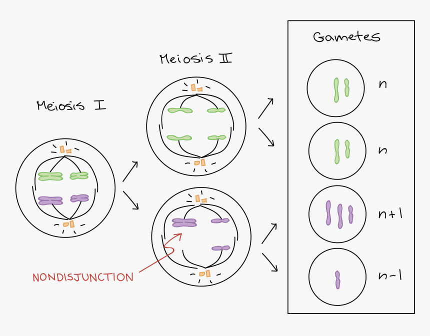 Disyuncion De Los Cromosomas, HD Png Download