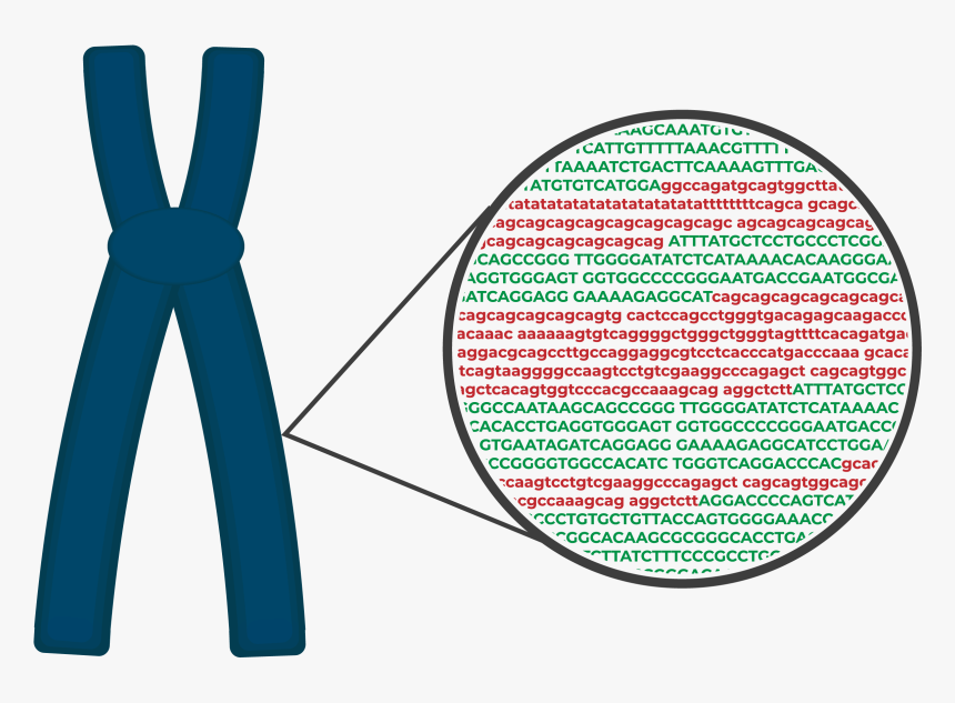 Circle, HD Png Download