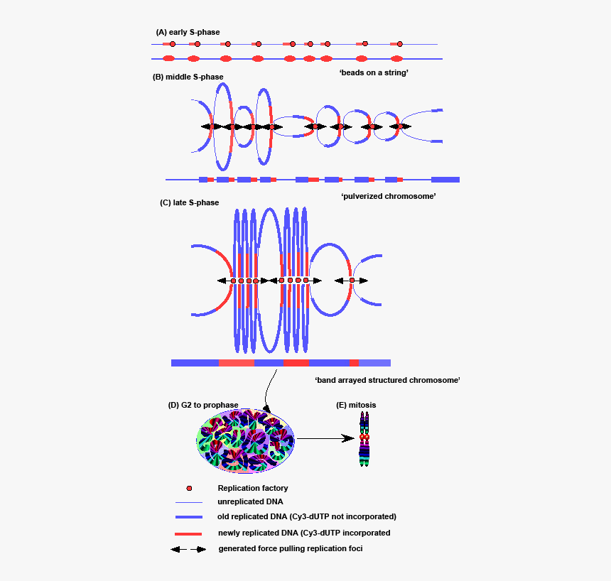 Chromosome Condensation Phase, HD Png Download