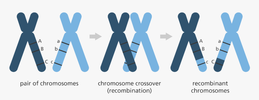 Chromosome, HD Png Download