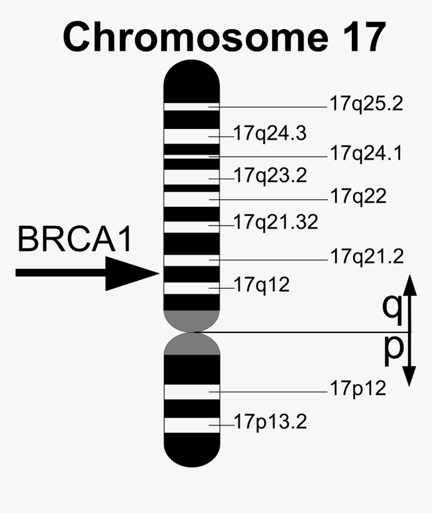 Brca1 En - Genes Brca, HD Png Download