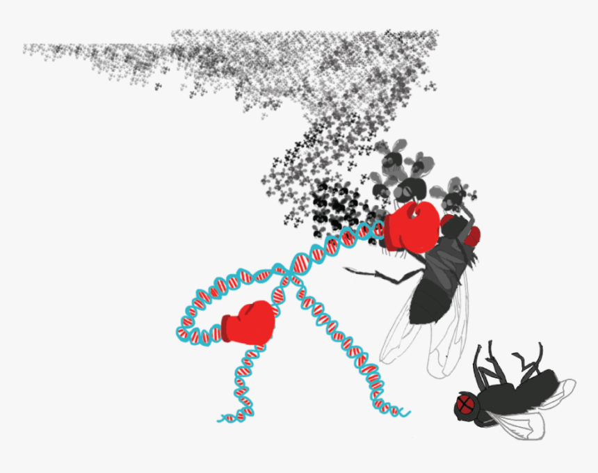 Illustration, HD Png Download