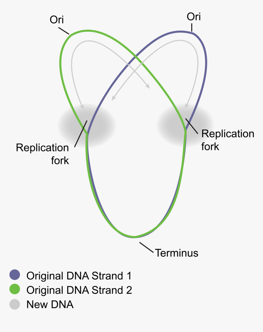 Circular Prokaryote Chromosome - Replication Of Prokaryotic Cell, HD Png Download